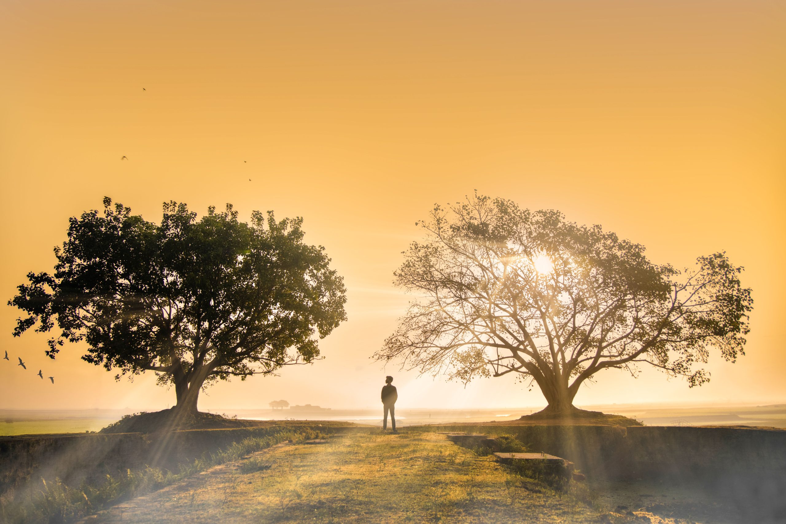 a man standing between two tress during sunset, symbolizing acceptance and commitment therapy